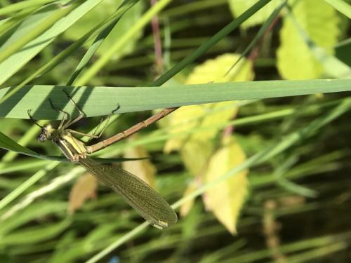Lestes sp.