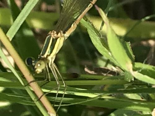Lestes sp.