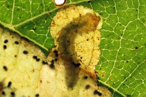 Réf. 238 463 : Fenusa dohrnii