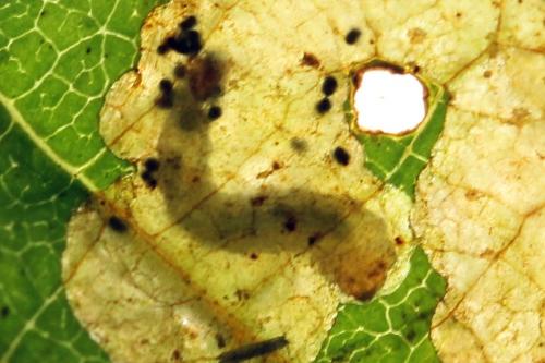 Réf. 238 464 : Fenusa dohrnii