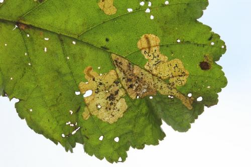 Réf. 238 465 : Fenusa dohrnii