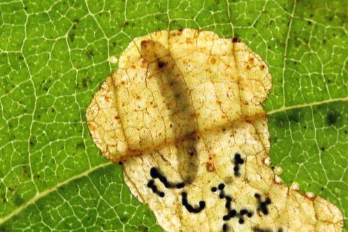 Réf. 238 466 : Fenusa dohrnii