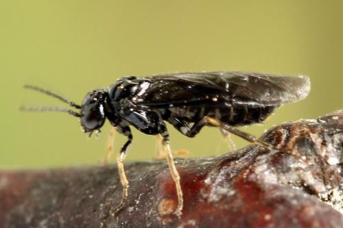 Réf. 238 468 : Fenusa dohrnii