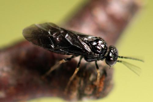 Réf. 238 469 : Fenusa dohrnii