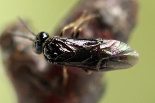 Réf. 238 470 : Fenusa dohrnii