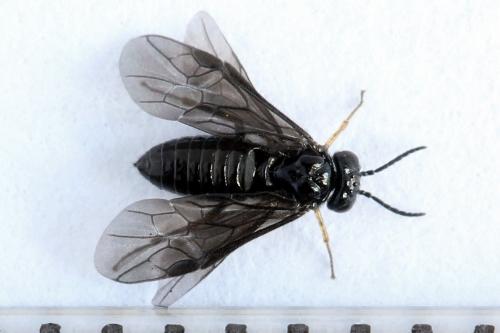 Réf. 238 471 : Fenusa dohrnii