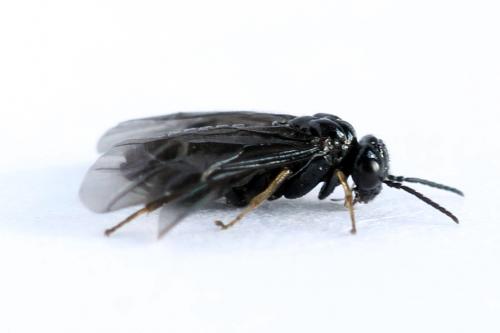 Réf. 238 472 : Fenusa dohrnii