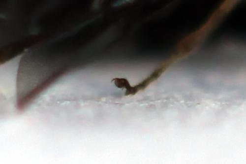Réf. 238 474 : Fenusa dohrnii