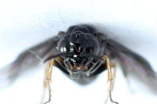 Réf. 238 475 : Fenusa dohrnii