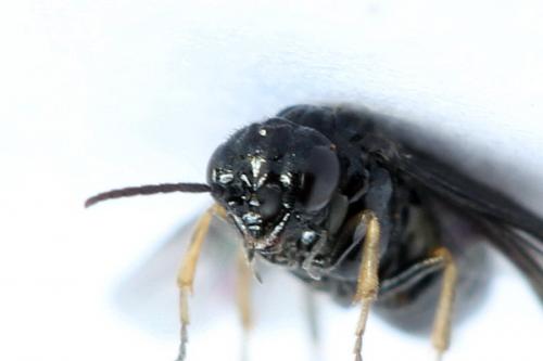 Réf. 238 476 : Fenusa dohrnii