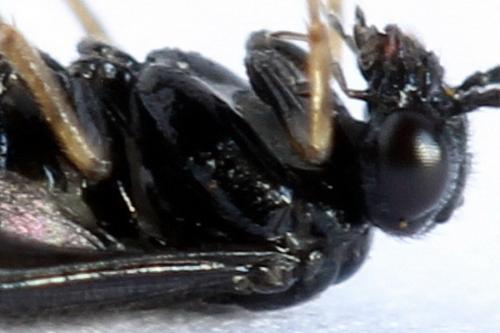 Réf. 238 478 : Fenusa dohrnii
