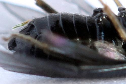 Réf. 238 477 : Fenusa dohrnii