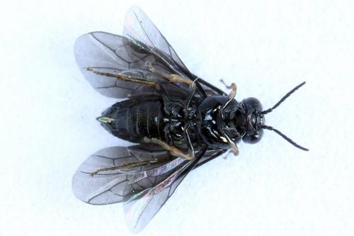 Réf. 238 473 : Fenusa dohrnii