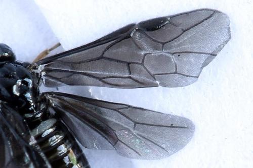 Réf. 238 481 : Fenusa dohrnii