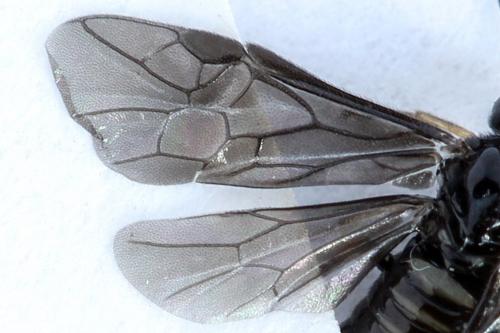 Réf. 238 480 : Fenusa dohrnii