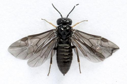 Réf. 238 482 : Fenusa dohrnii