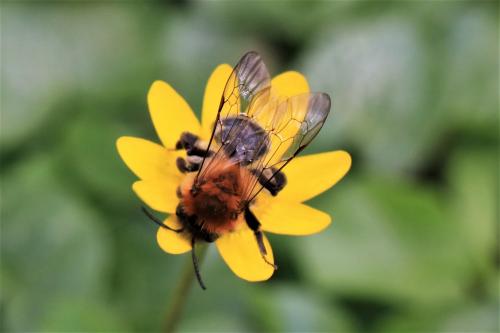 Réf. 238 325 : Andrena nitida