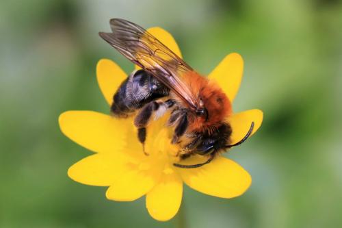 Réf. 238 323 : Andrena nitida