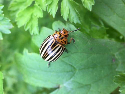 Leptinotarsa decemlineata