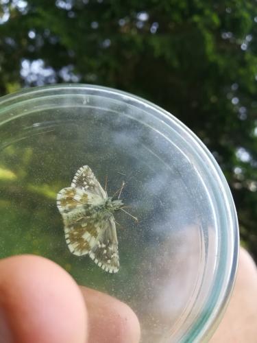Pyrgus sp.