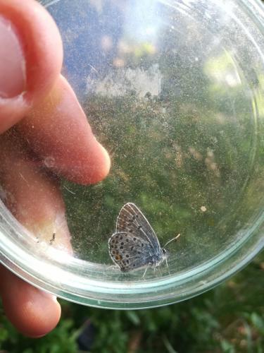 Plebejus sp.