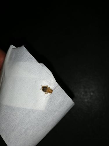 Ectobius sp.