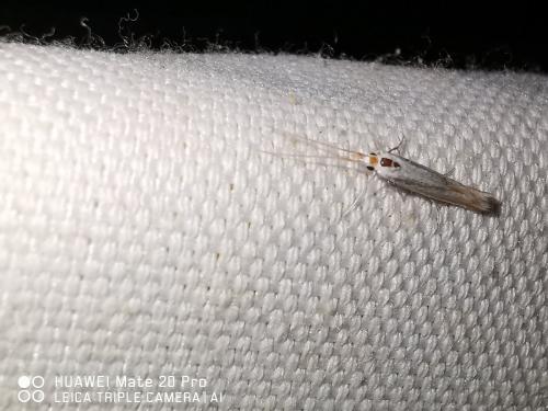 Coleophora sp.
