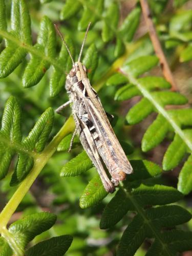 Chorthippus sp.