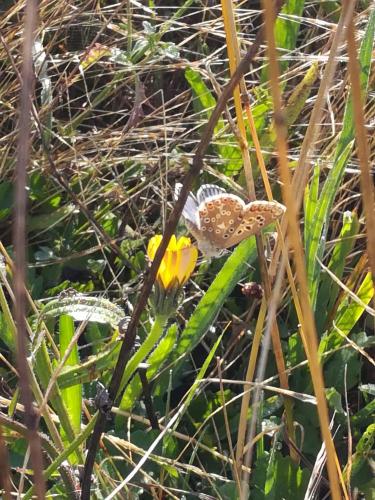Polyommatus bellargus