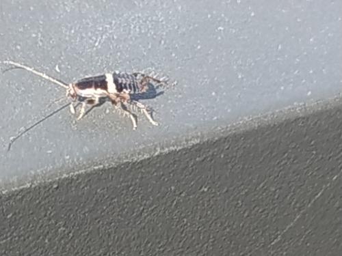 Planuncus vinzi