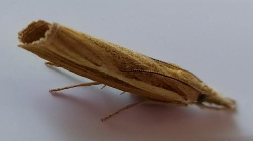 Réf. 238 238 : Agriphila tristella