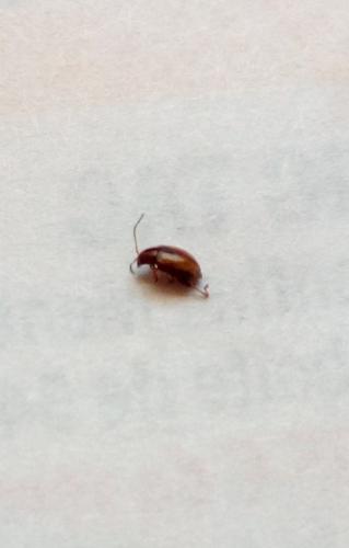 Longitarsus sp.