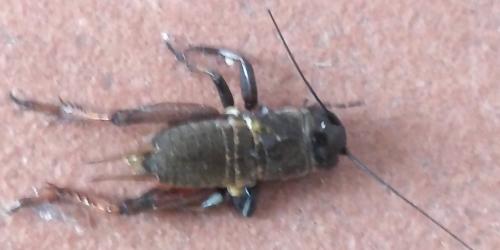 Gryllus campestris