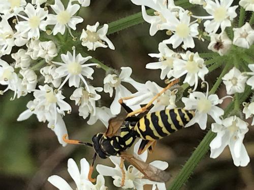 Polistes sp.