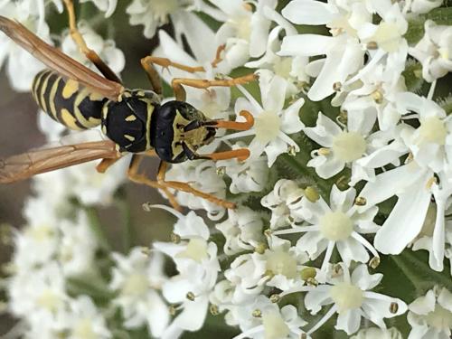 Polistes sp.