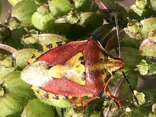 Réf. 238 089 : Carpocoris purpureipennis