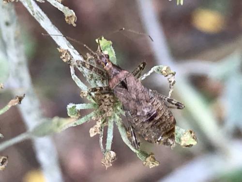 Himacerus apterus