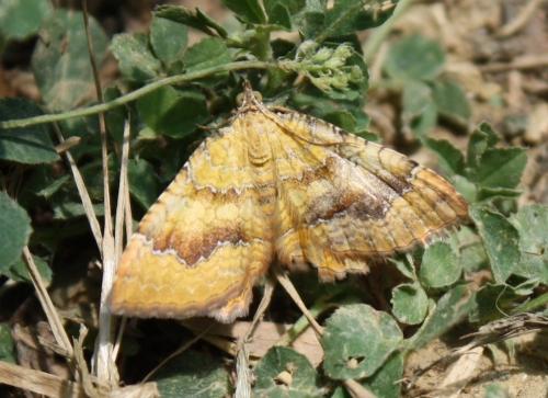 Réf. 238 165 : Camptogramma bilineata