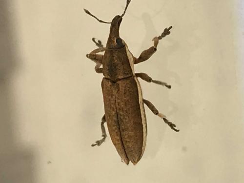 Lixus sp.