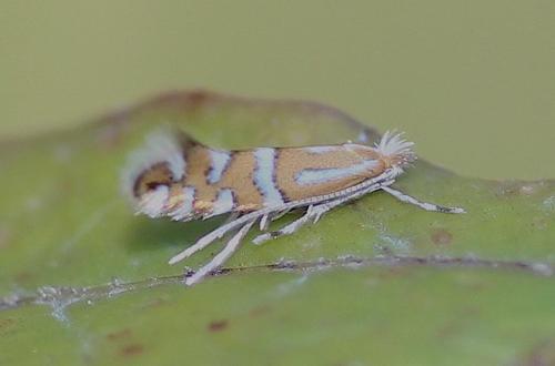 Phyllonorycter insignitella