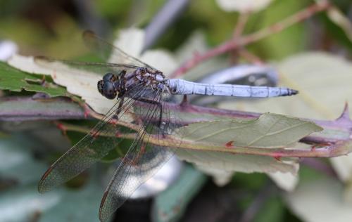 Réf. 238 234 : Orthetrum coerulescens