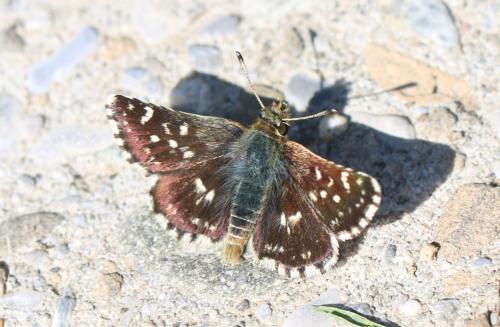Réf. 238 534 : Spialia sertorius