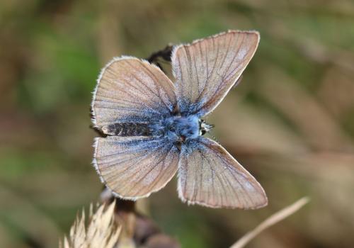 Polyommatus damon