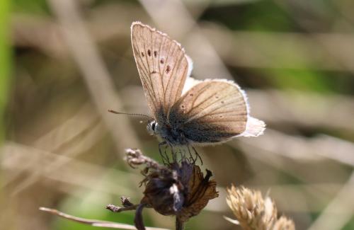 Polyommatus damon