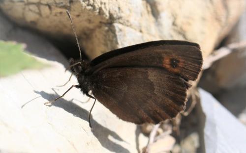 Erebia aethiops