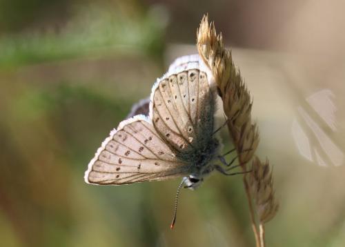 Réf. 238 372 : Polyommatus coridon