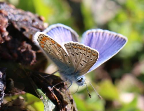 Polyommatus icarus