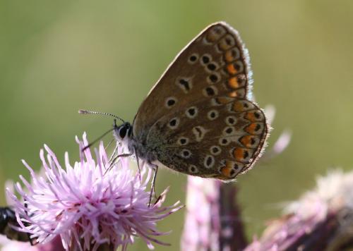 Polyommatus icarus