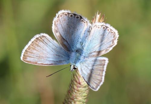 Polyommatus coridon