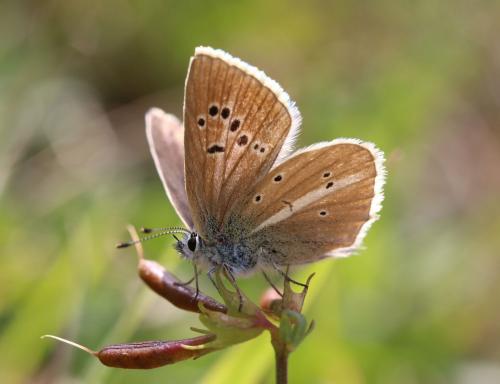 Polyommatus damon